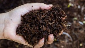 Garten-Fibel - Magazin - Reifer Kompost für einen perfekten Garten