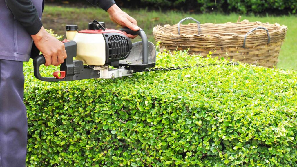 Garten-Fibel - Die Schritt für Schritt Anleitung zum Hecke schneiden