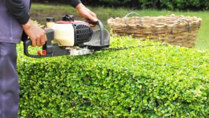 Garten-Fibel - Die Schritt für Schritt Anleitung zum Hecke schneiden