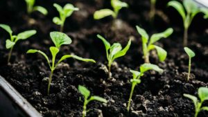 Garten-Fibel - Magazin - Worauf ist beim Anziehen von Gartenkräutern zu achten?
