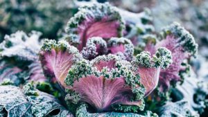 Gartenfibel Gartenmagazin Gartenkalender Gartenmonat Dezember