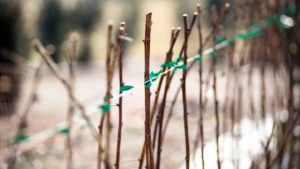 Gartenfibel Gartenmagazin Gartenkalender Gartenmonat Januar