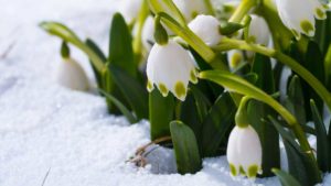 Gartenfibel Gartenmagazin Gartenkalender Gartenmonat März