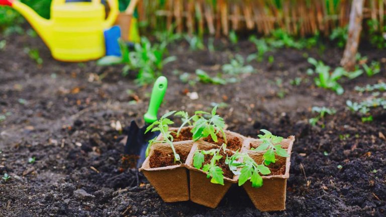 Gartenfibel Gartenmagazin Gartenkalender Gartenmonat Mai