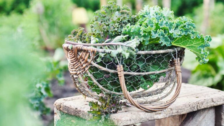 Gartenfibel Gartenmagazin Gartenkalender Gartenmonat Oktober